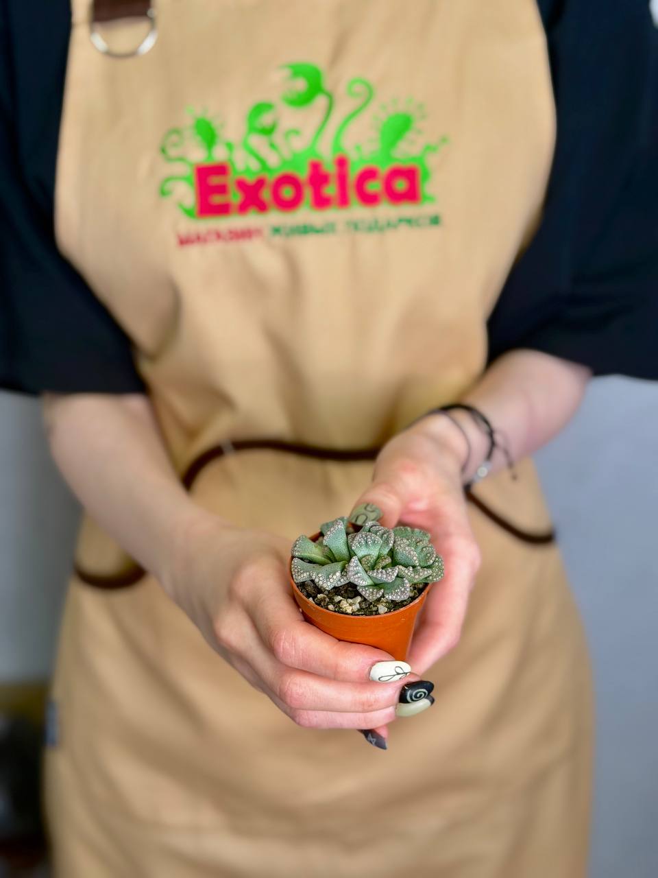 Титанопсис Калькарея Груп (Titanopsis Calcarea Group) D5см