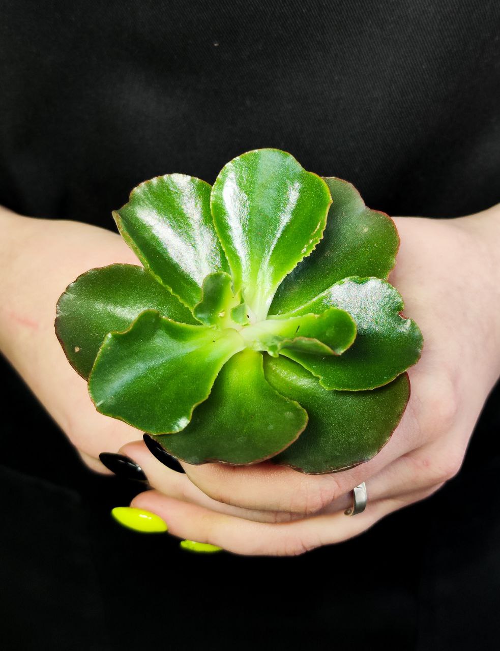Эхеверия Курли Ред (Echeveria Curly Red) D5см