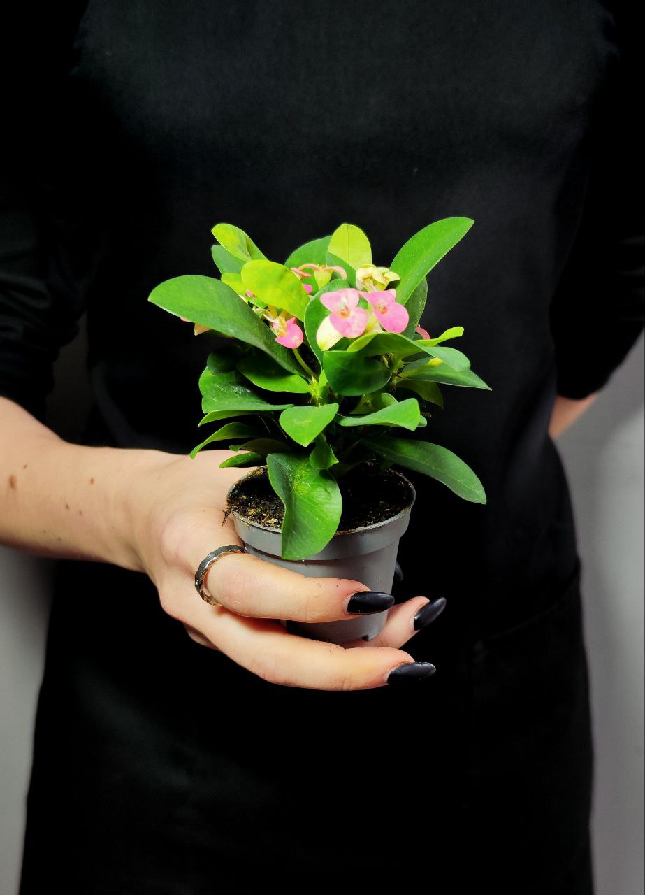 Эуфорбия Миля Нежно - Розовая (Euphorbia Milii Rhea) D6см