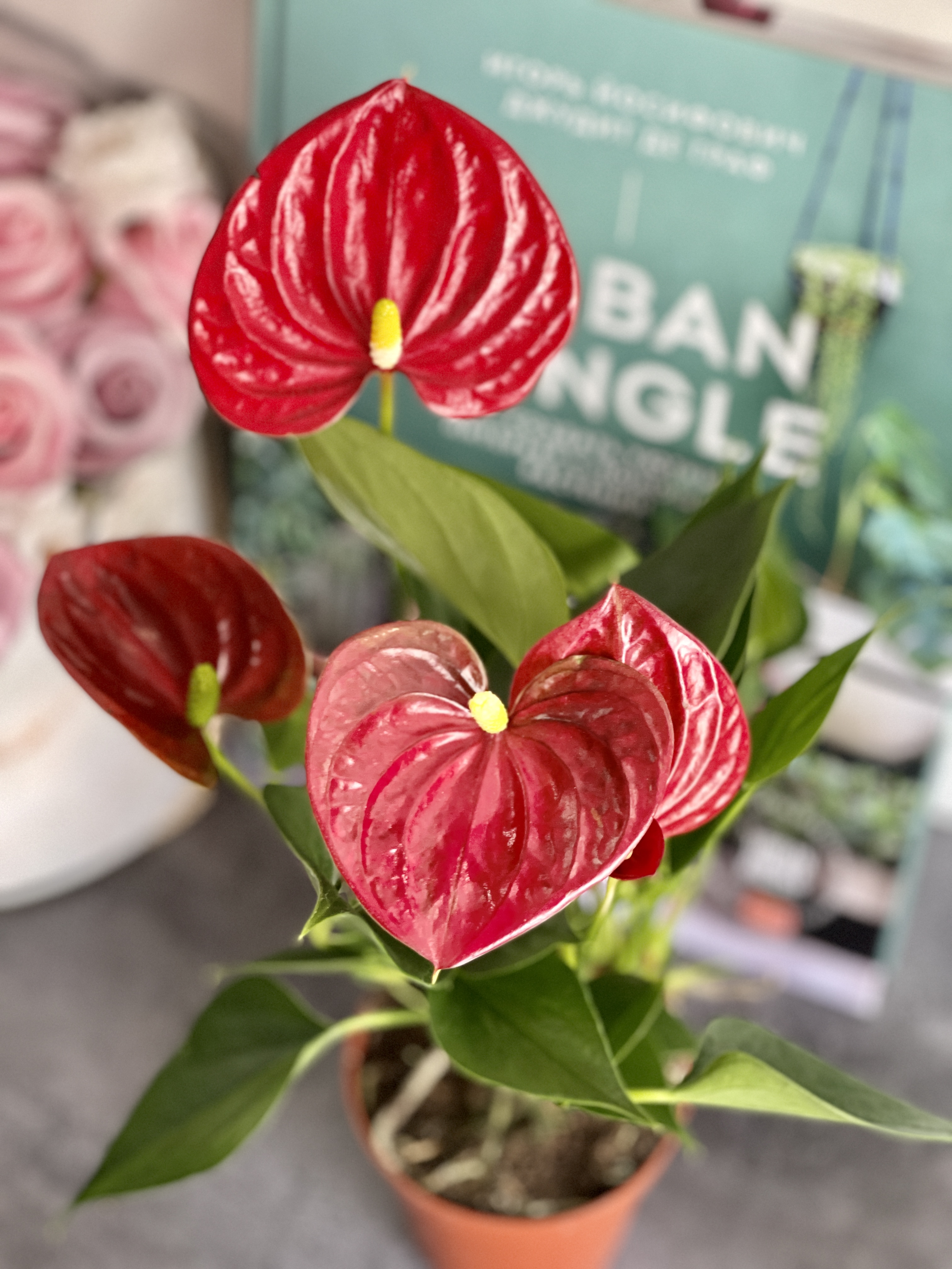 Антуриум Андре Красный (Anthurium Аndraeanum Red) D9см