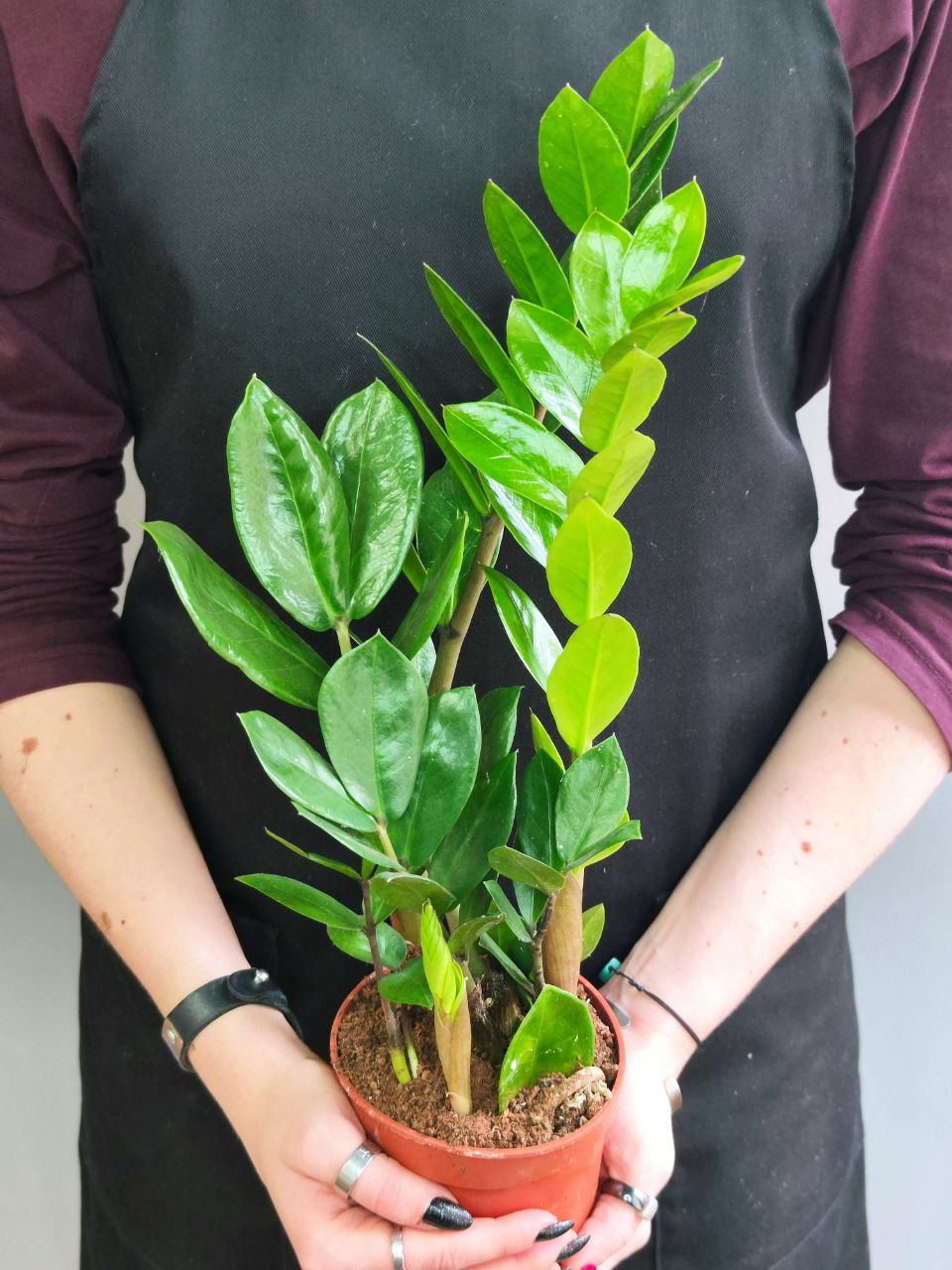 Замиокулькас Замиофолия (Zamioculcas Zamiifolia) D14см