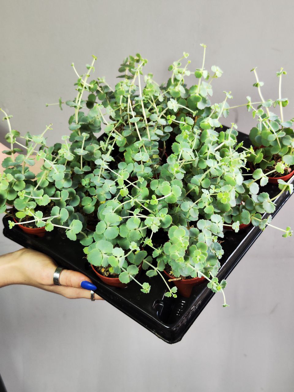 Седум Зибольда (Sedum Sieboldii) D5см