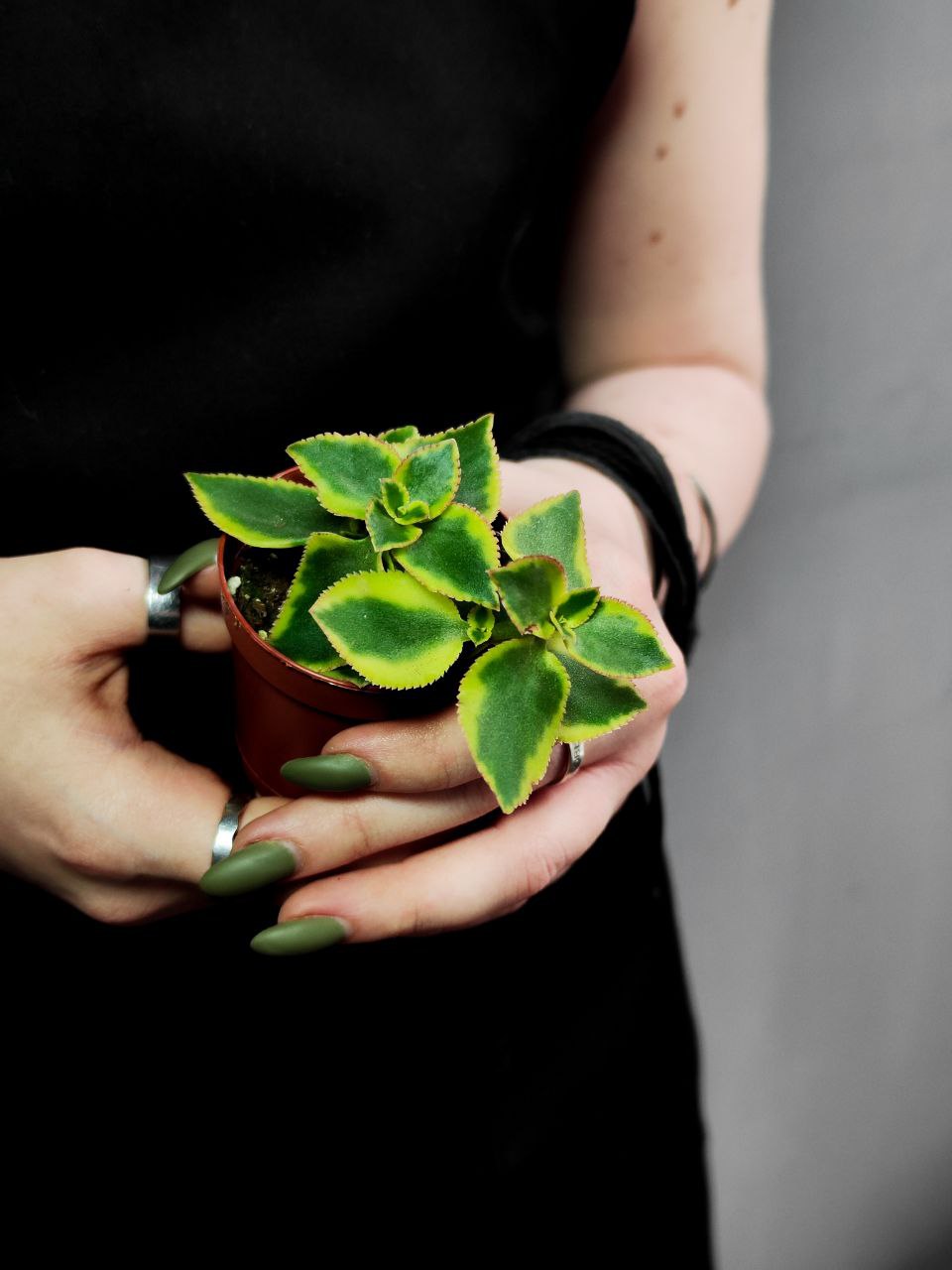 Крассула Сарментоза (Crassula Sarmentosa) D5см