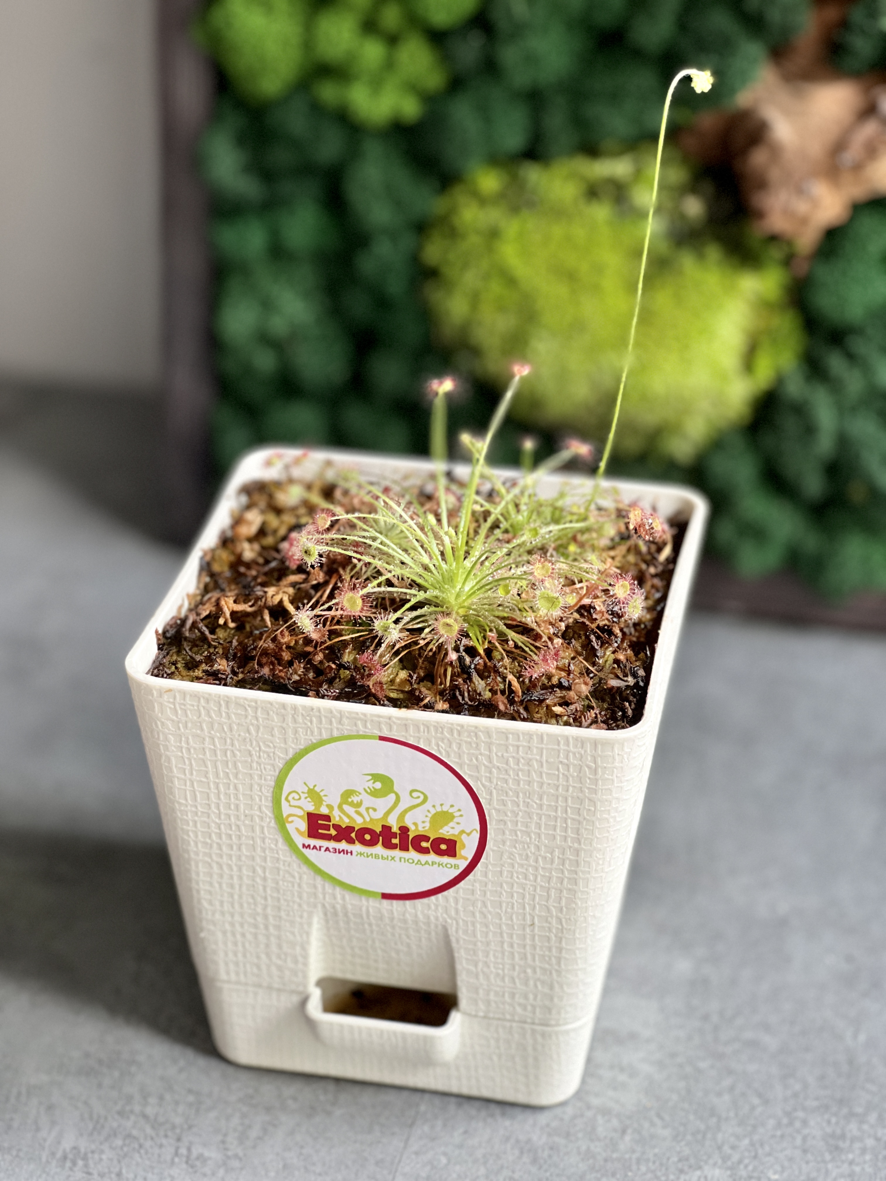 Росянка Парадокса (Drosera Paradoxa) пересаженная D12см