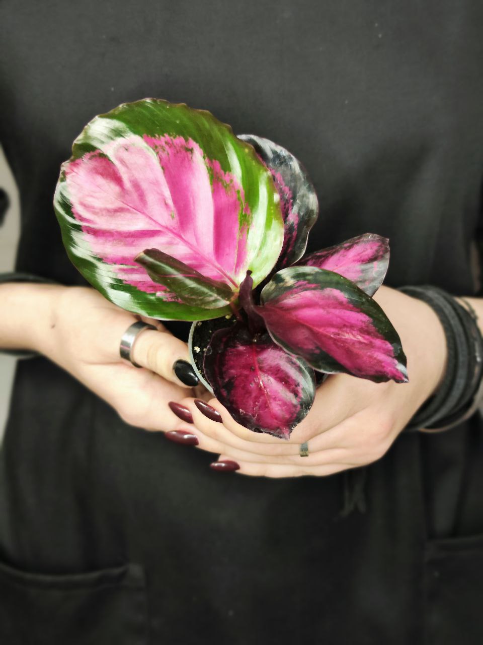 Калатея Розеопикта Кримсон (Calathea Roseopicta Crimson) D6см