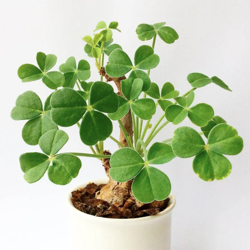 Оксалис Мегалориза, или Кислица Крупнокорневищная (Oxalis Megalorrhiza) D10см
