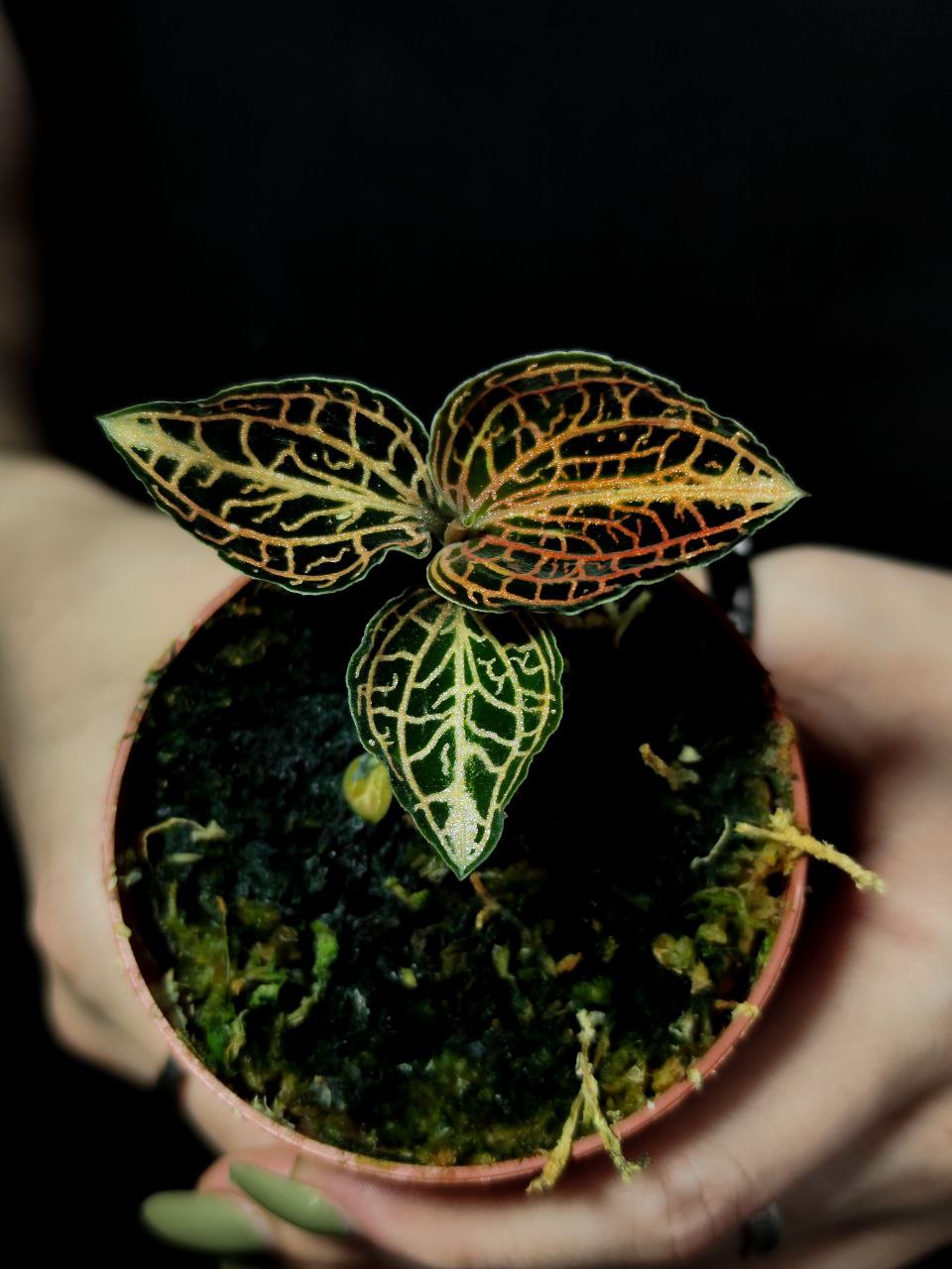 Орхидея Драгоценная Гибридная (Jewel Orchid Gibrid) D7см