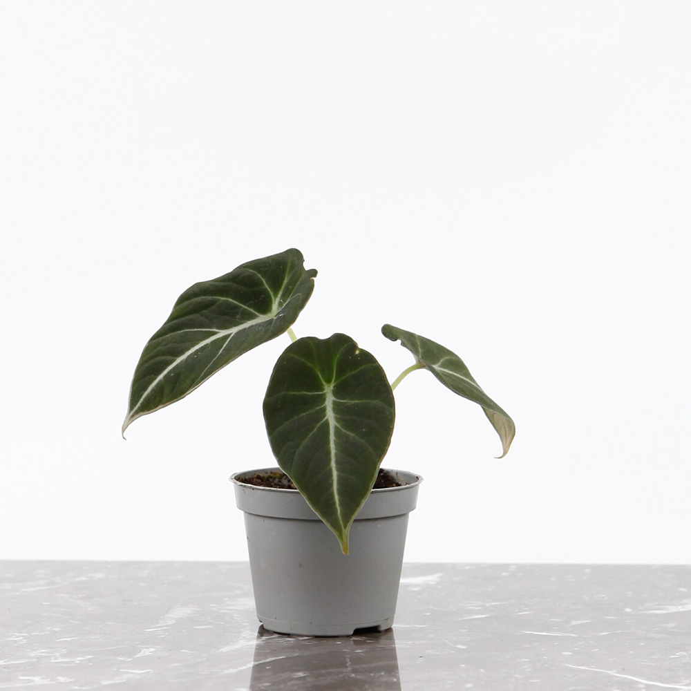 Алоказия Блэк Вельвет, или Черный Бархат (Alocasia Black Velvet) D6см