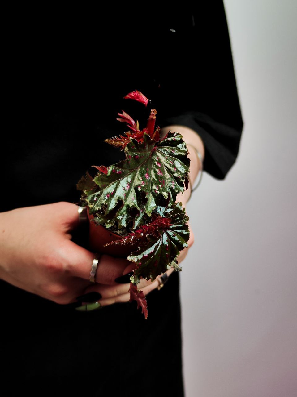 Бегония Серапитетала (Begonia Serratipetala) D6см