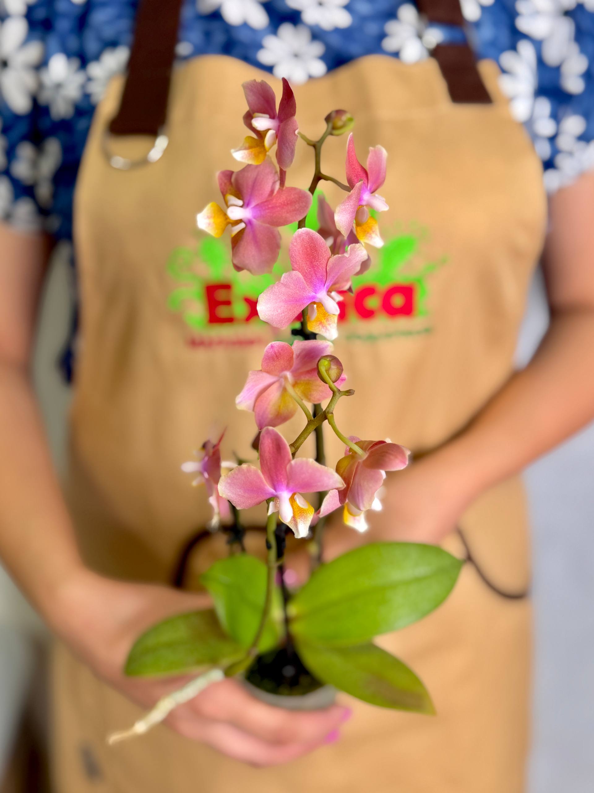 Фаленопсис Мультифлора Парфюмерная Фабрика (Phalaenopsis Multiflora Perfume Scention) D7см