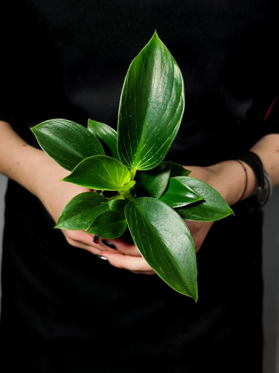 Филодендрон Биркин (Philodendron Birkin) D6см