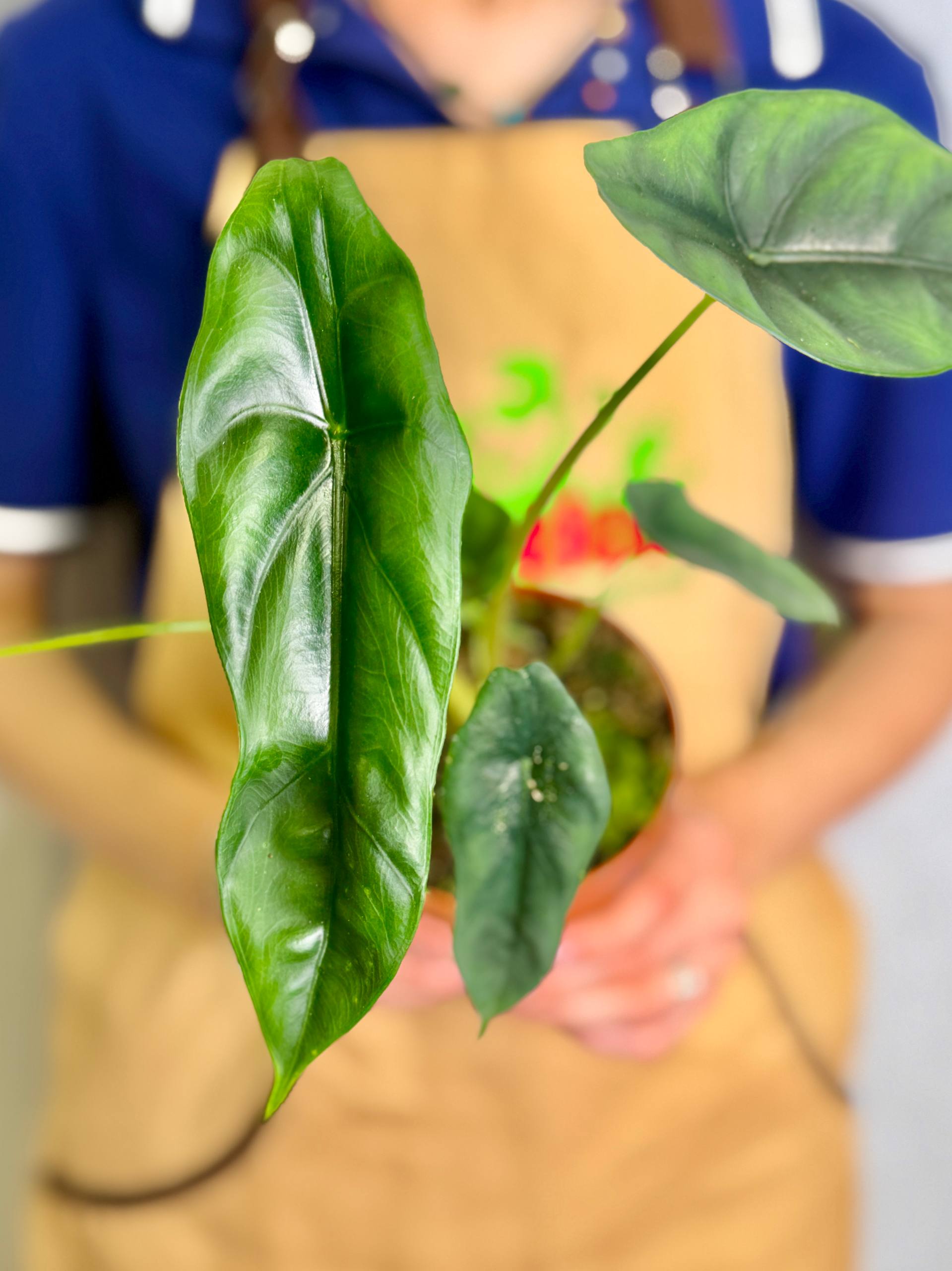 Алоказия Венуста (Alocasia Venusta) D8см