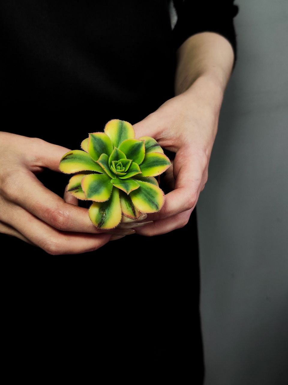 Эониум Старберст (Aeonium Starburst) D5см