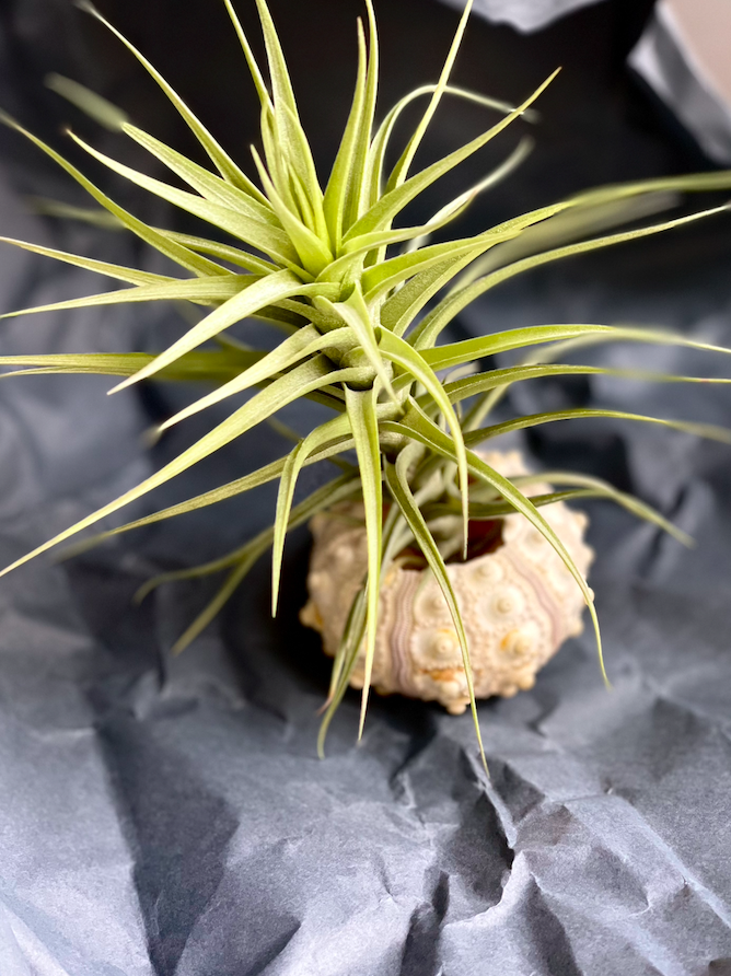 Тилландсия Беловатая (Tillandsia Albida)