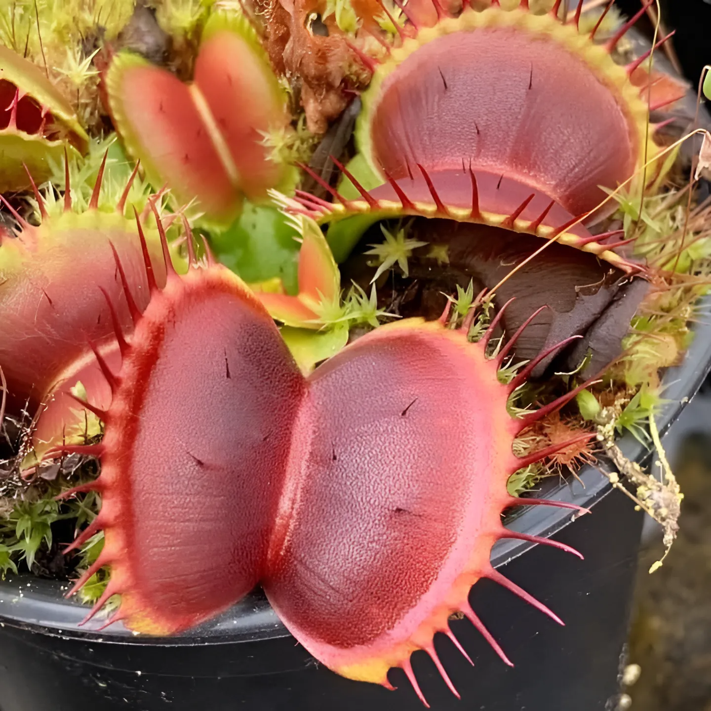 Семена Венериной Мухоловки B52 (Dionaea Muscipula B52), 10шт