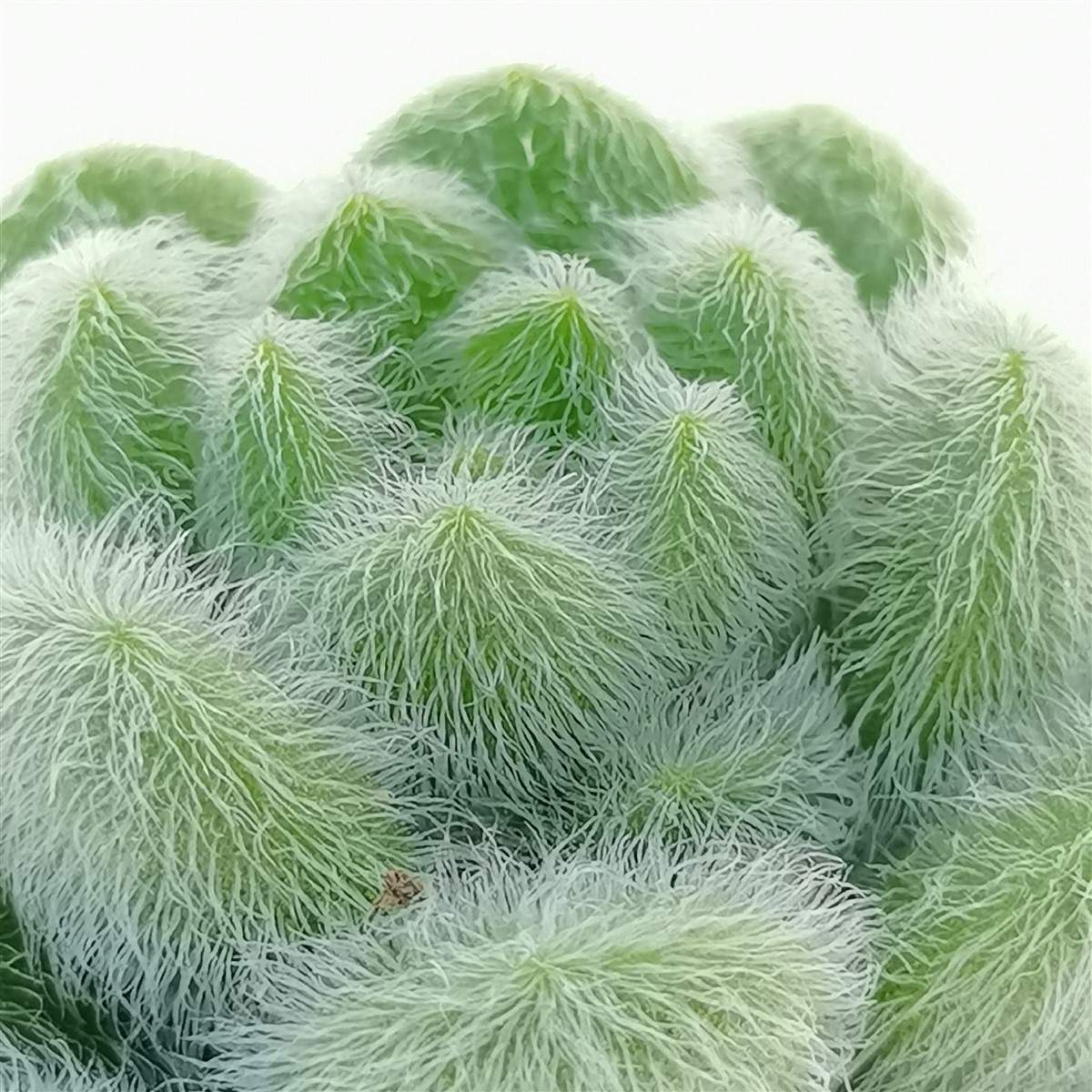 Седум Хинтони (Sedum Hintonii) D6,5см