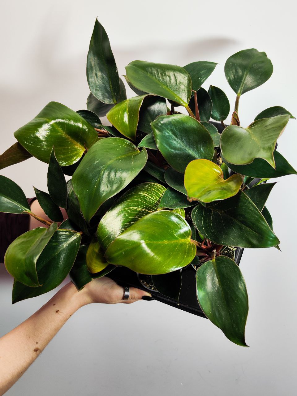 Филодендрон Пинк Биркин Недовариегата (Philodendron Pink Birkin) D6см
