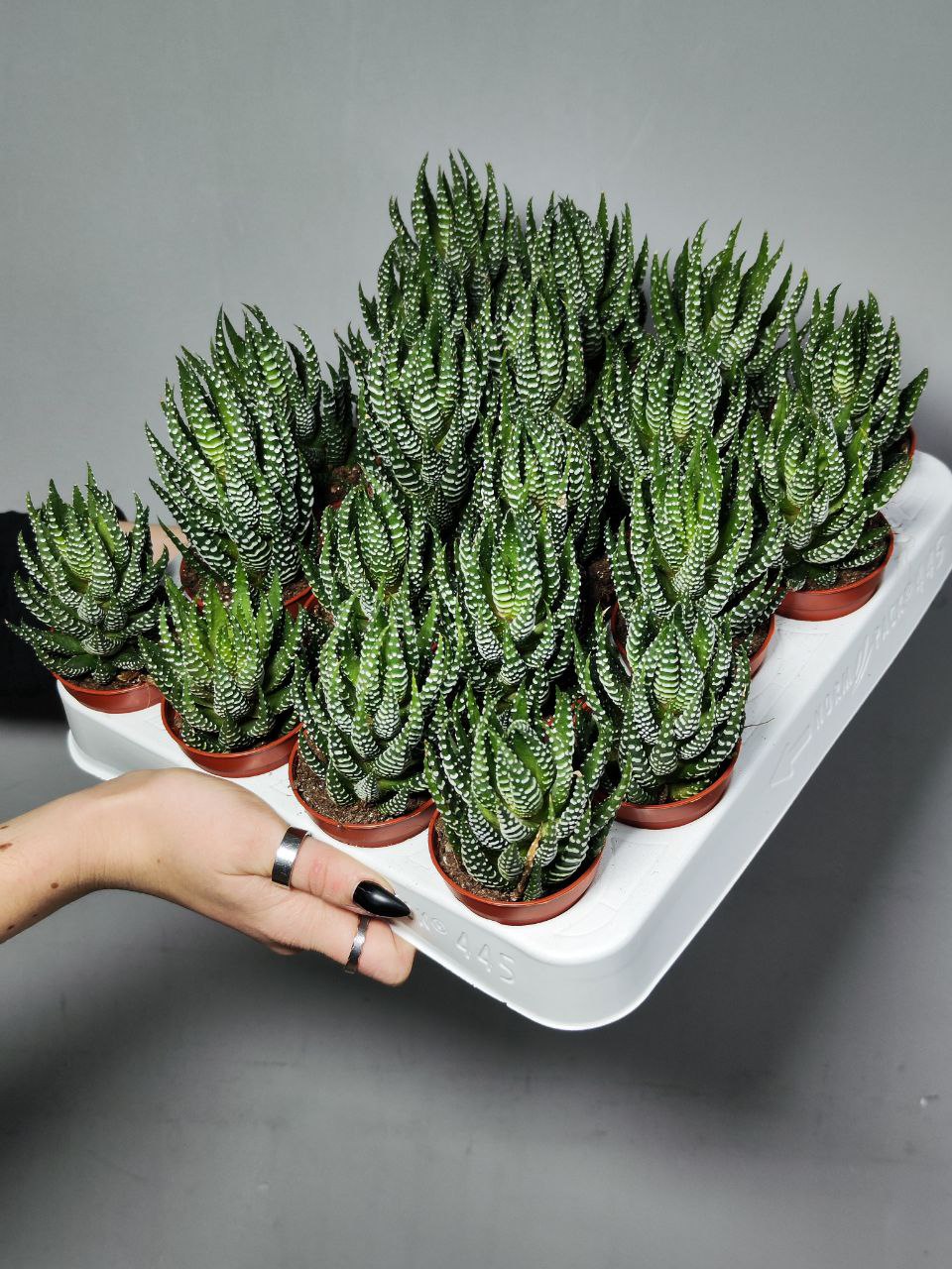 Хавортия Рейнвардта (Haworthia Reinwardtii) D5см