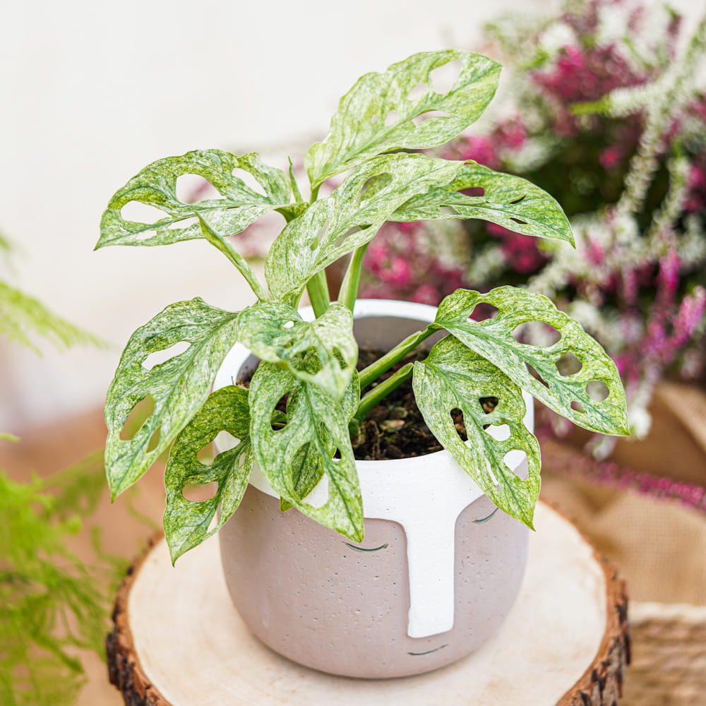 Монстера Адансона Вариегатная Минт (Monstera Adansonii Mint Variegated) D12см