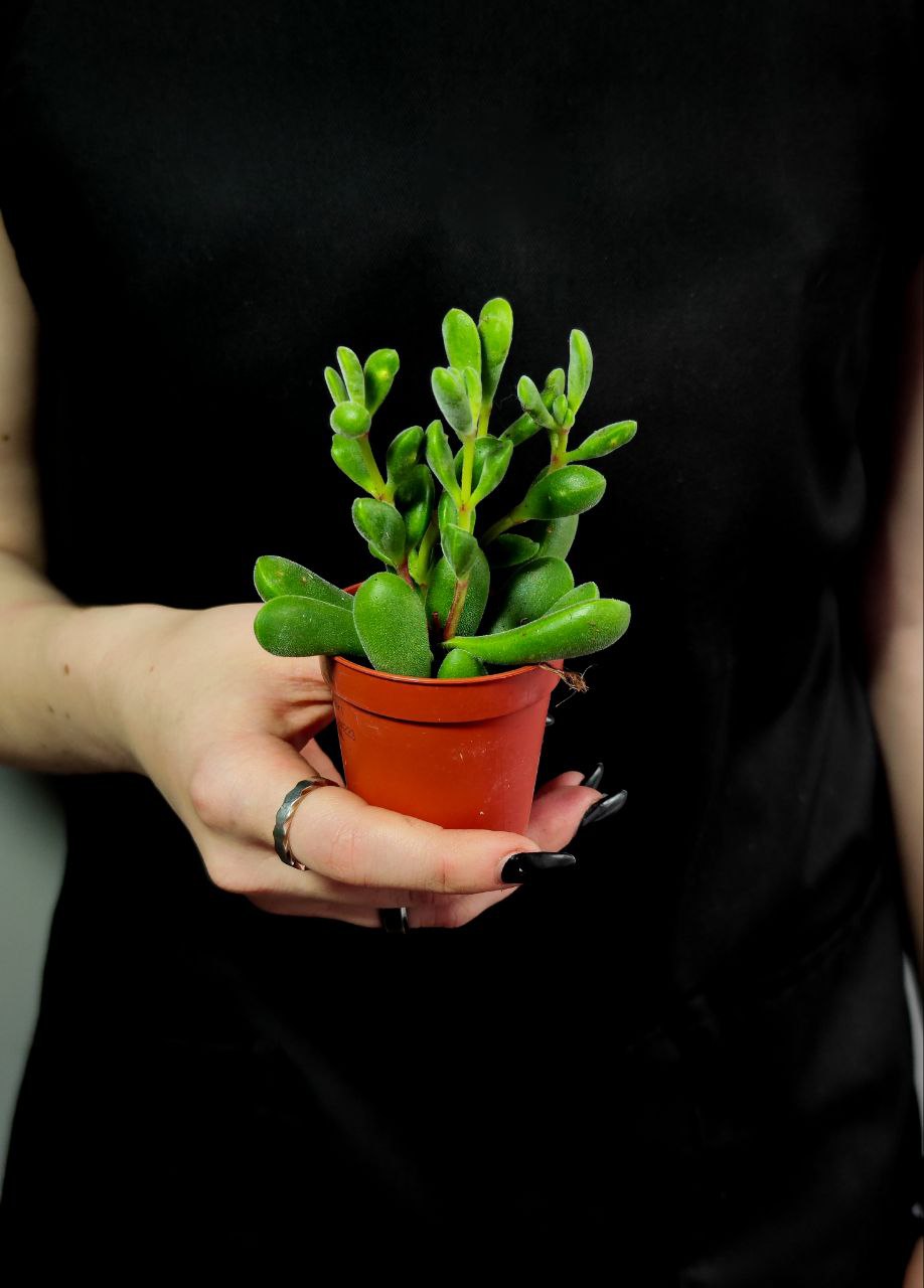 Крассула Роджерсия (Crassula Rogersii) D5см