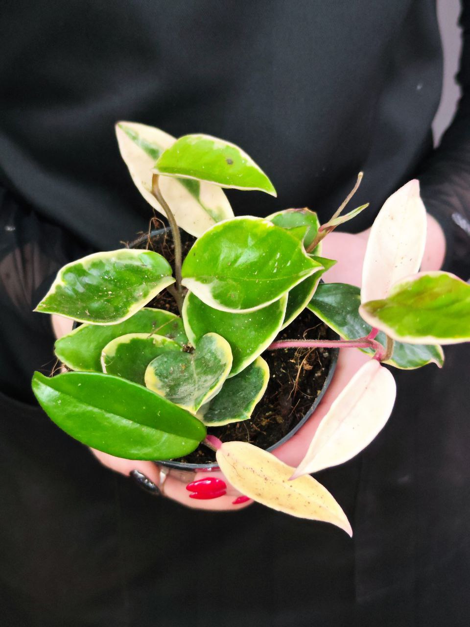 Хойя Карноза Альбомаргината (Hoya Carnosa Albomarginata) D10см