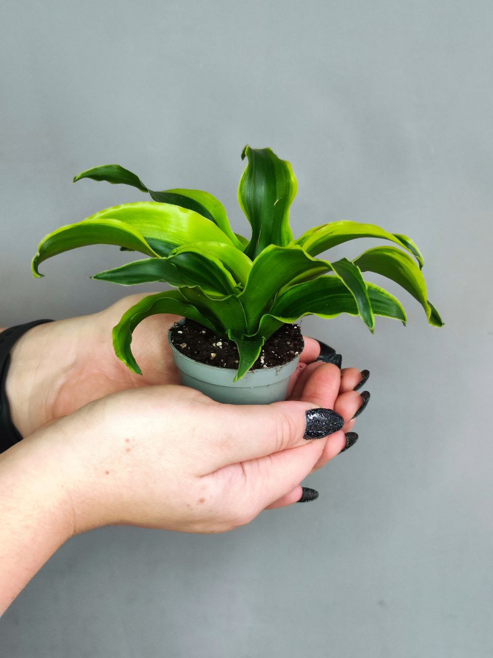 Драцена Драгонтри Твист (Dracaena Dragontree Twist) D6см
