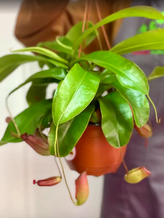 Непентес Кровавая Мэри (Nepenthes Bloody Mary) D14см в подвесном кашпо