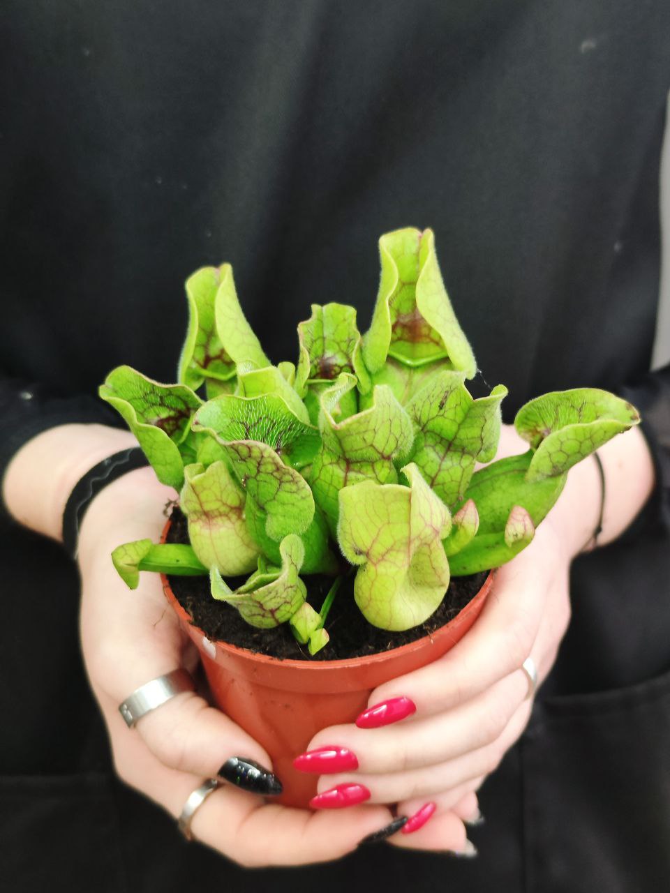 Саррацения Веноза Зеленая (Sarracenia Venosa Green) D9см