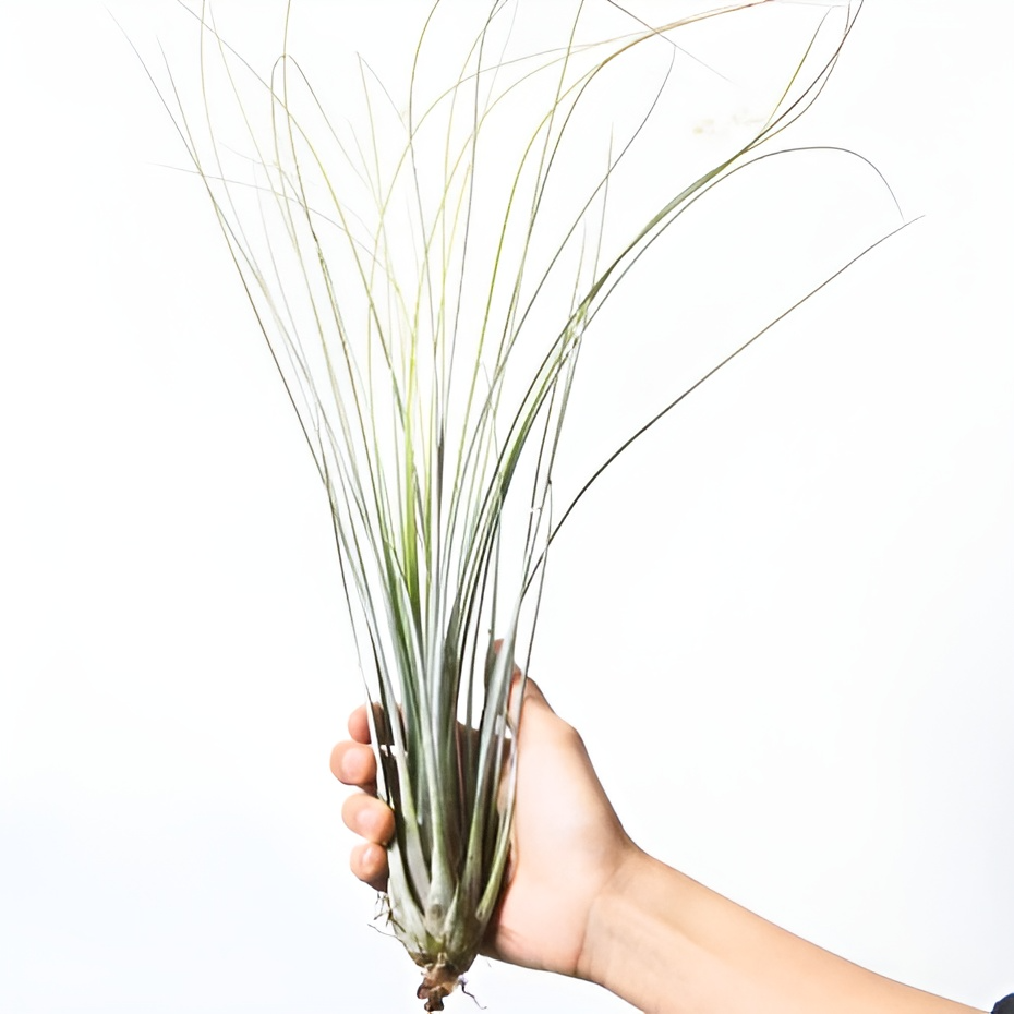 Тилландсия Ситниковая XL (Tillandsia Juncea)