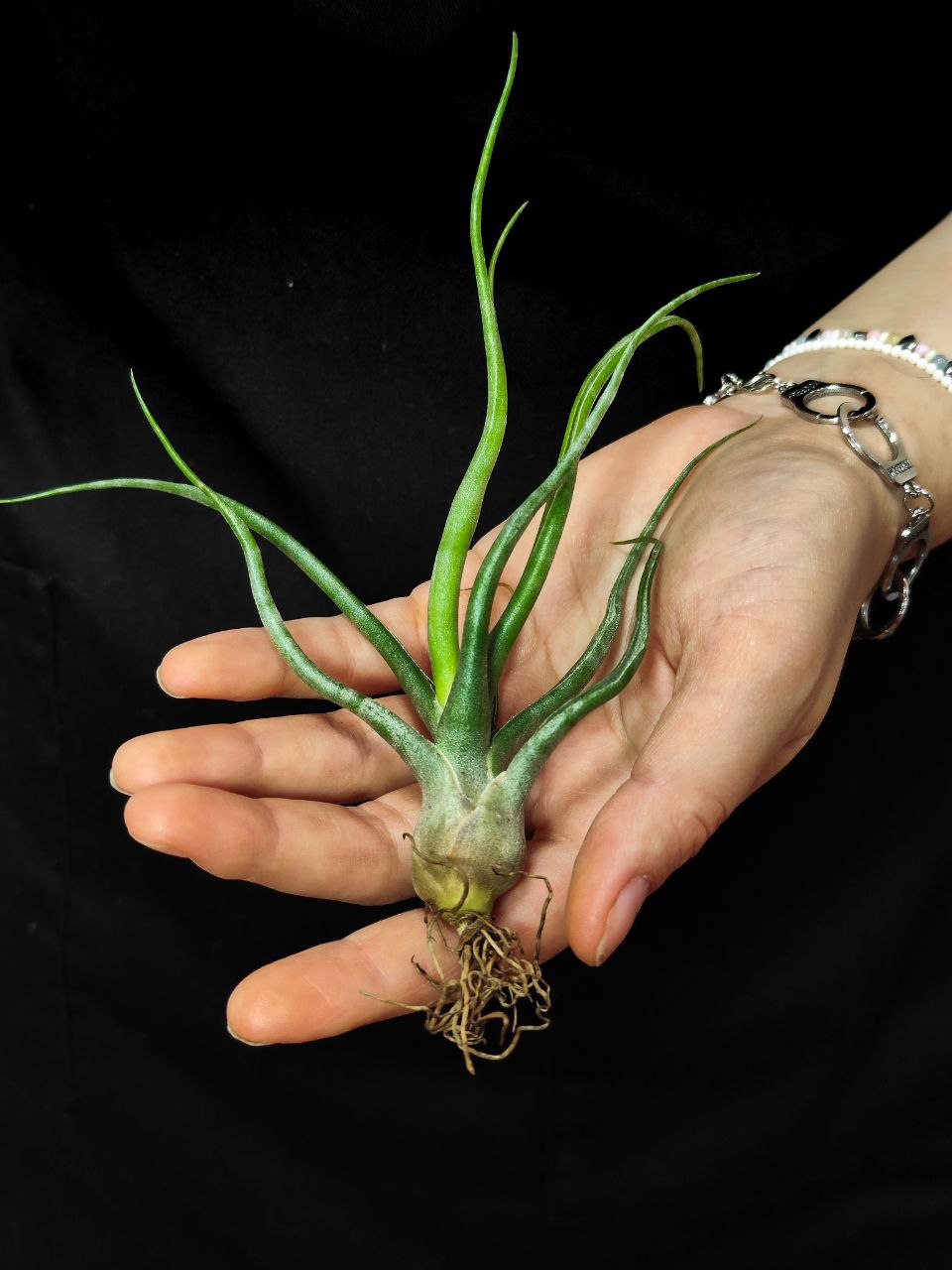 Тилландсия Сноутайм (Tillandsia Showtime)