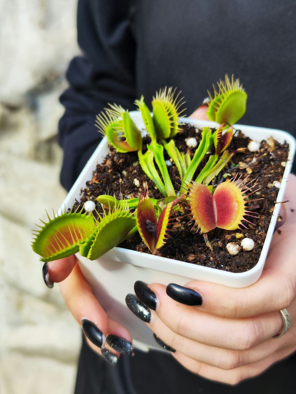 Венерина Мухоловка Рептилия (Dionaea Muscipula Reptile) D9см
