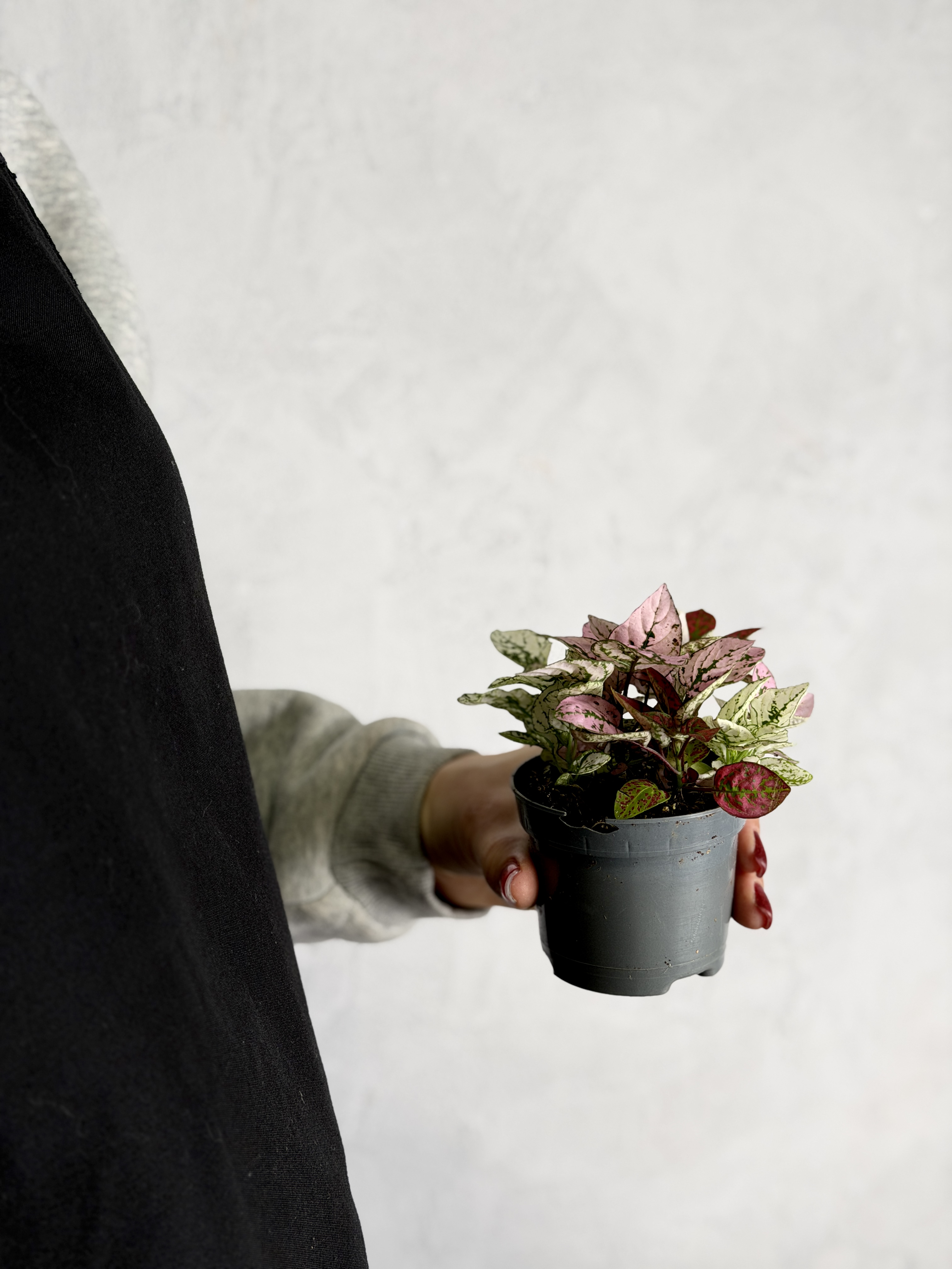 Гипоэстес Конфетти (Hypoestes Confetti) D8,5см