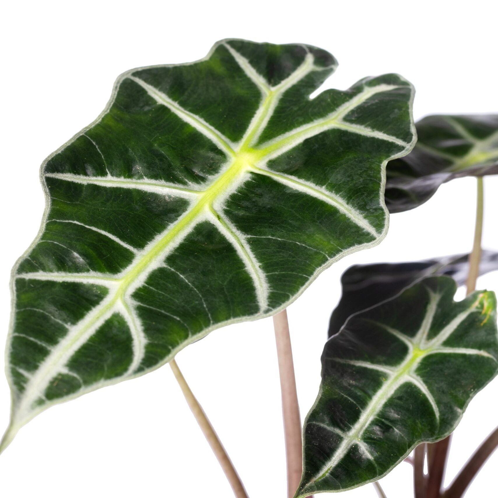 Алоказия Амазоника Дворф (Alocasia Amazonica Dwarf) D6см