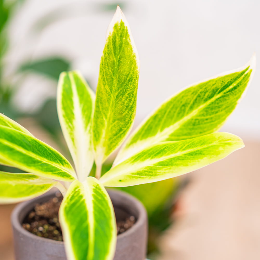 Аглаонема Липстик Грин (Aglaonema Lipstick Green) D12см
