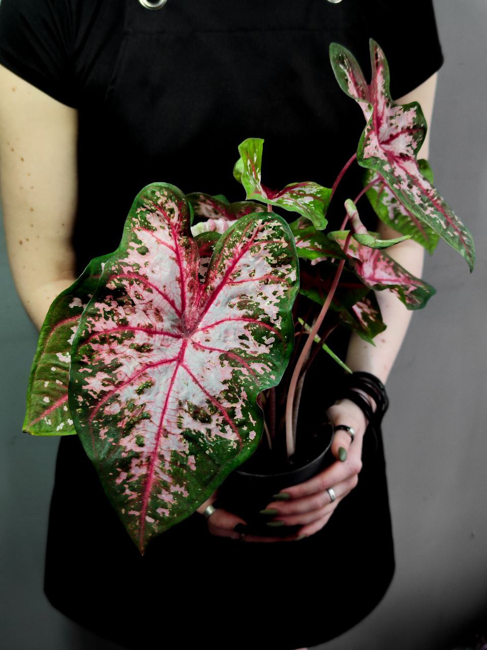 Каладиум Кэролин Уортон (Caladium Carolyn Whorton) D12см