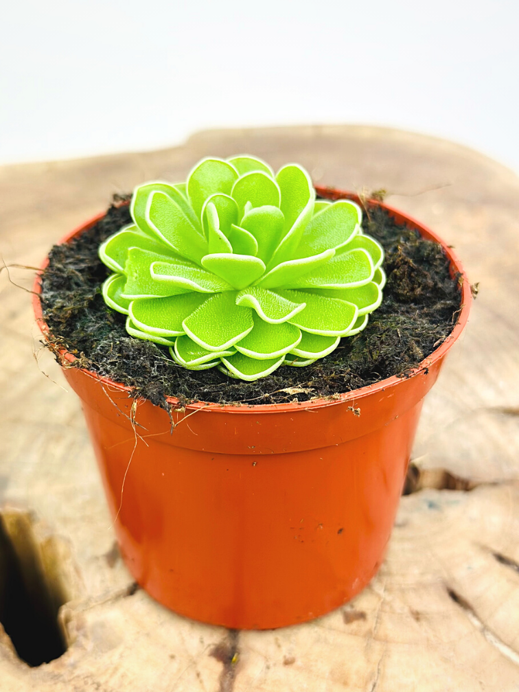 Жирянка Эссериана (Pinguicula Esseriana) D9см