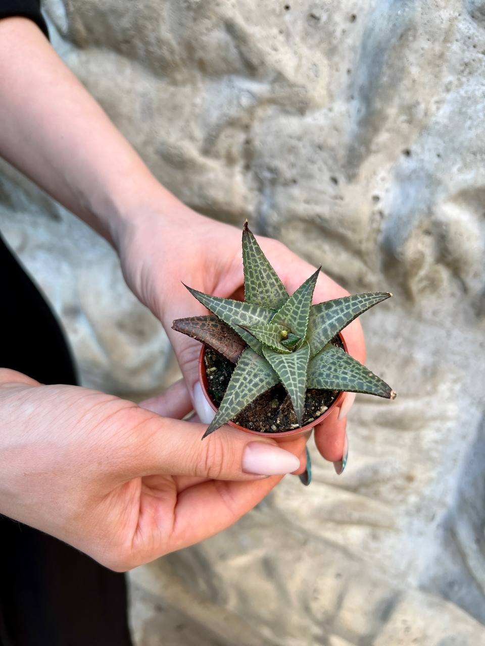 Хавортия Тесселата, Шахматная (Haworthia Tesselata) D5см