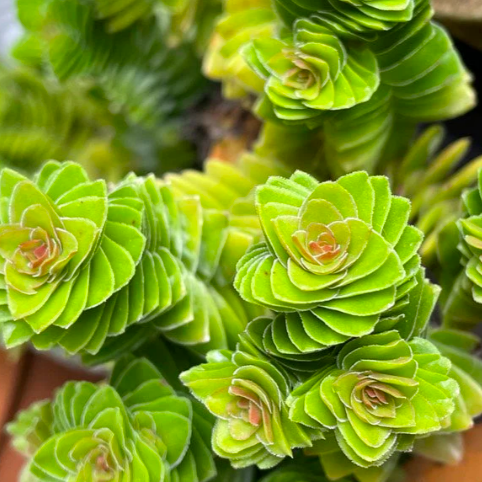 Крассула Эстагнол (Crassula Estagnol) D5см
