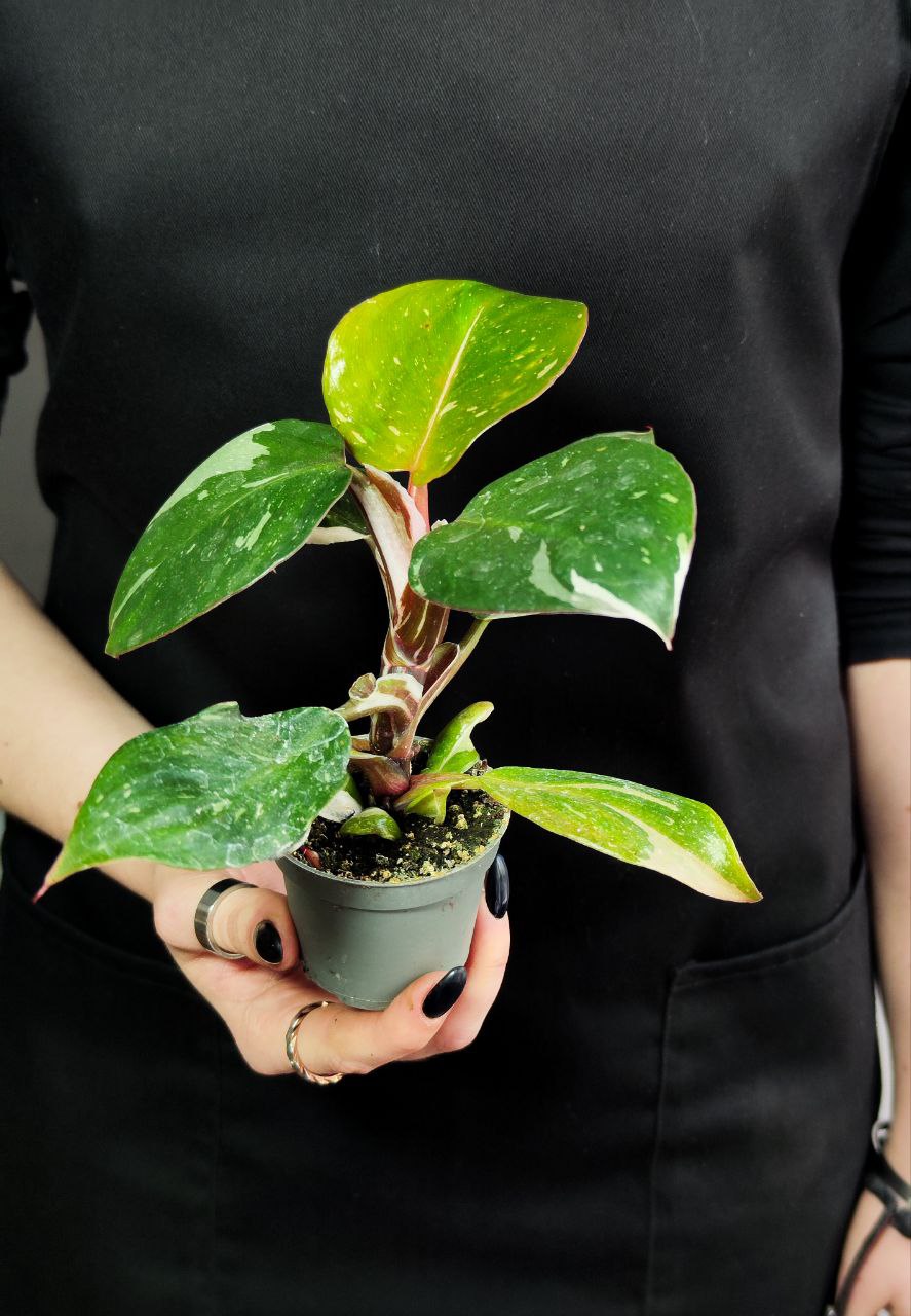 Филодендрон Вайт Кнайт, или Филодендрон Белый Рыцарь (Philodendron White Knight) D6см