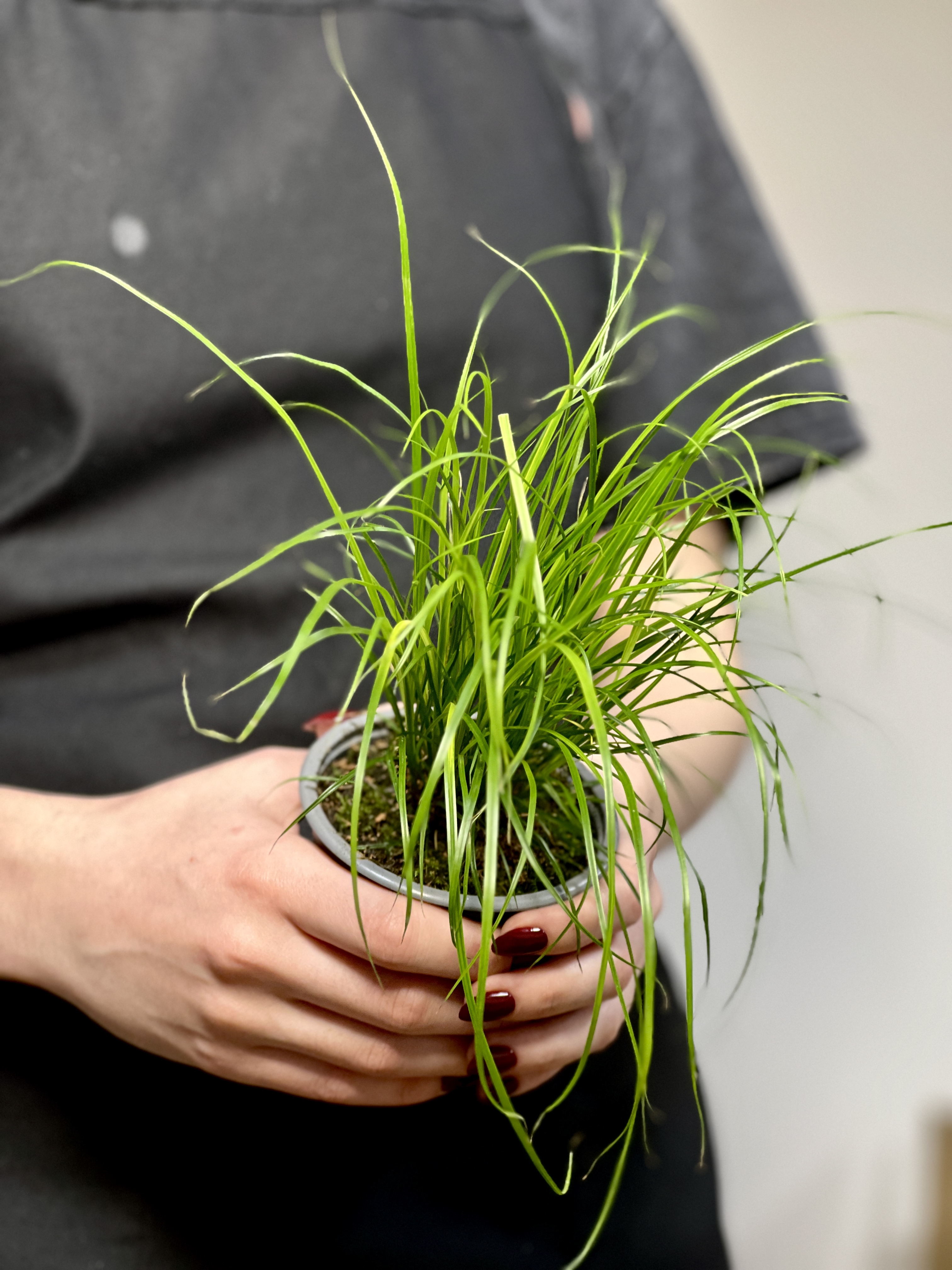 Осока Коричневатая (Carex Brunnea) 9см