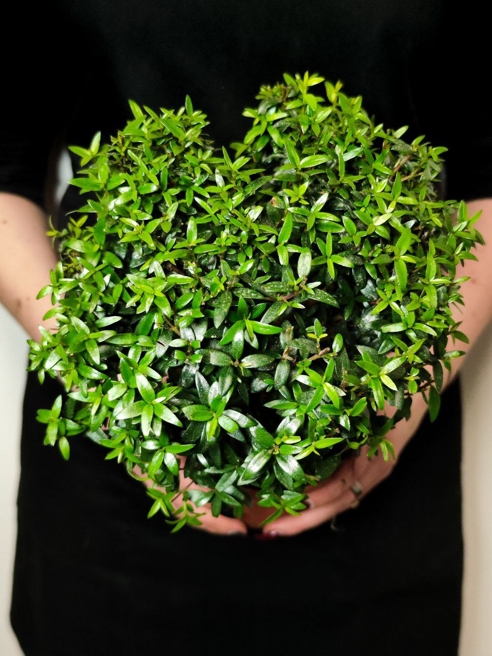Мирт Комнатный (Myrtus Communis On Stem) D12см