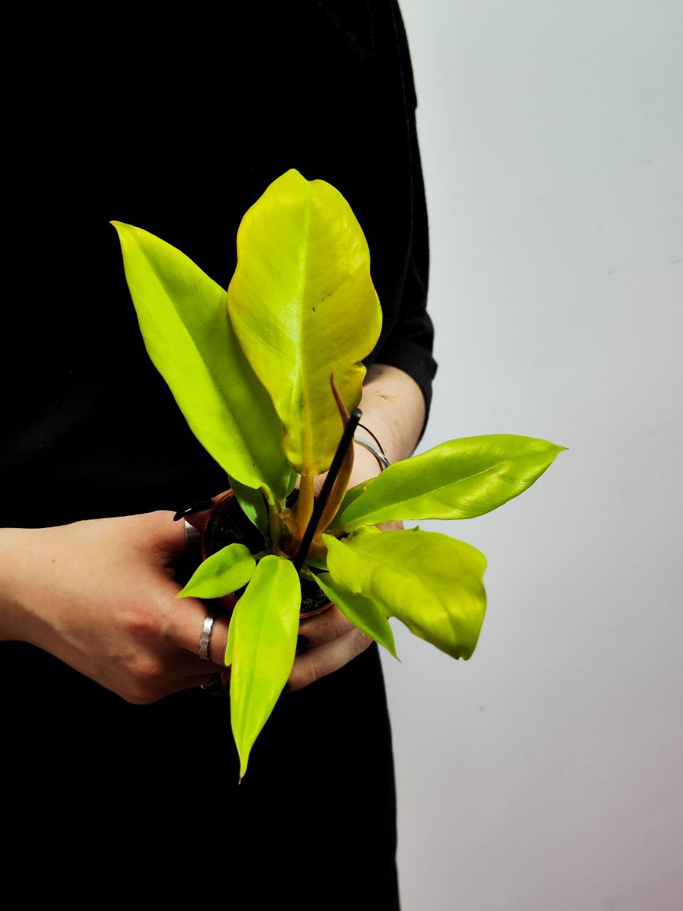 Филодендрон Голден Крокодил (Philodendron Golden Crocodile) D6см