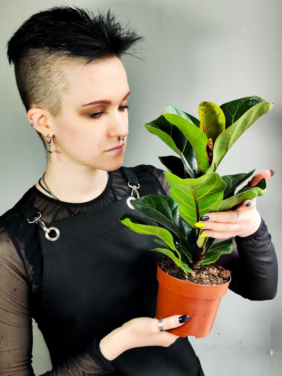 Фикус Лирата Бамбино (Ficus Lyrata Bambino) D12см