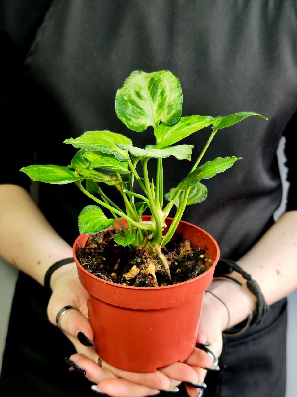 Сингониум Мышиные Ушки (Syngonium Mouse Ears) D10см