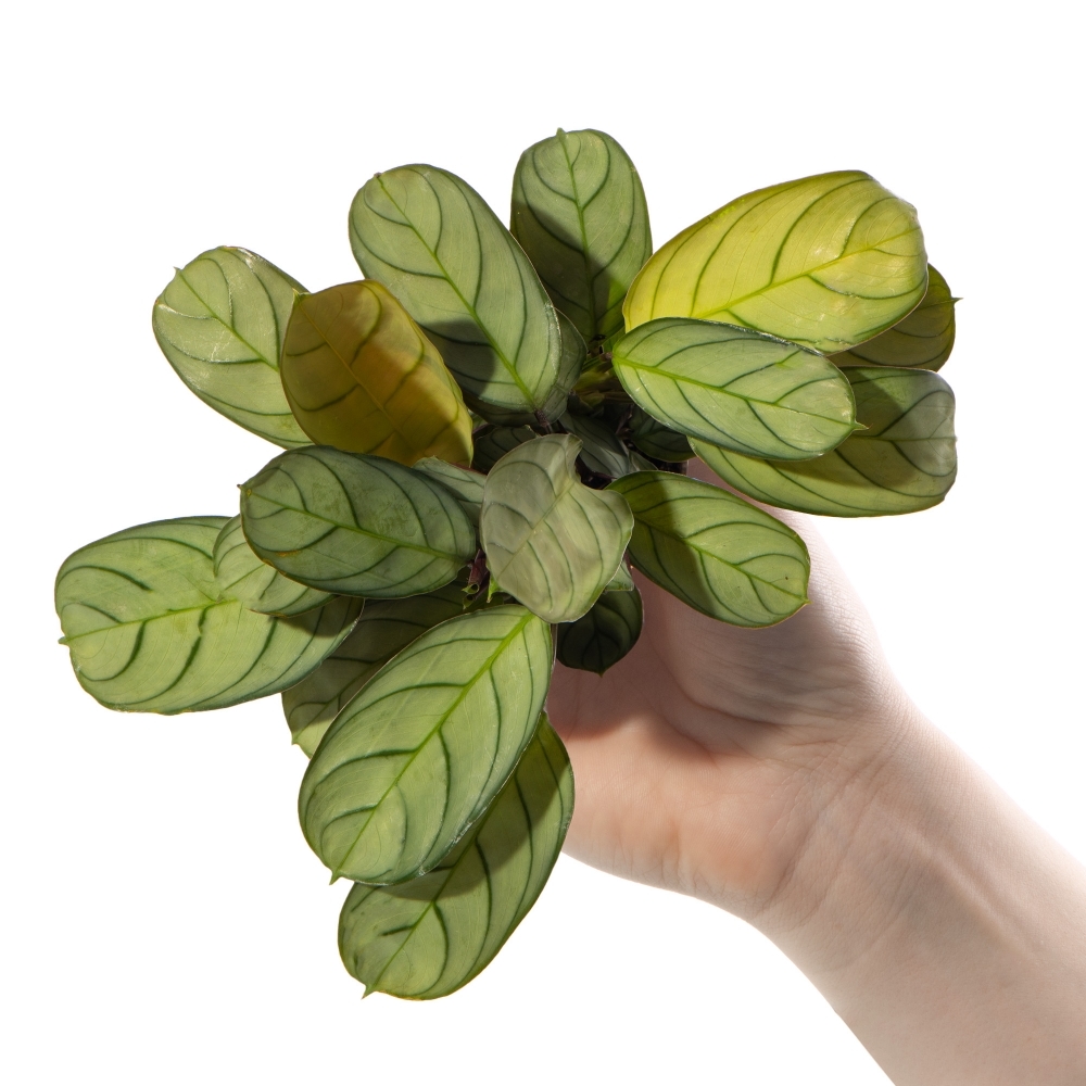 Маранта Амабилис Минт (Maranta Leuconeura Amabilis Mint) D6см