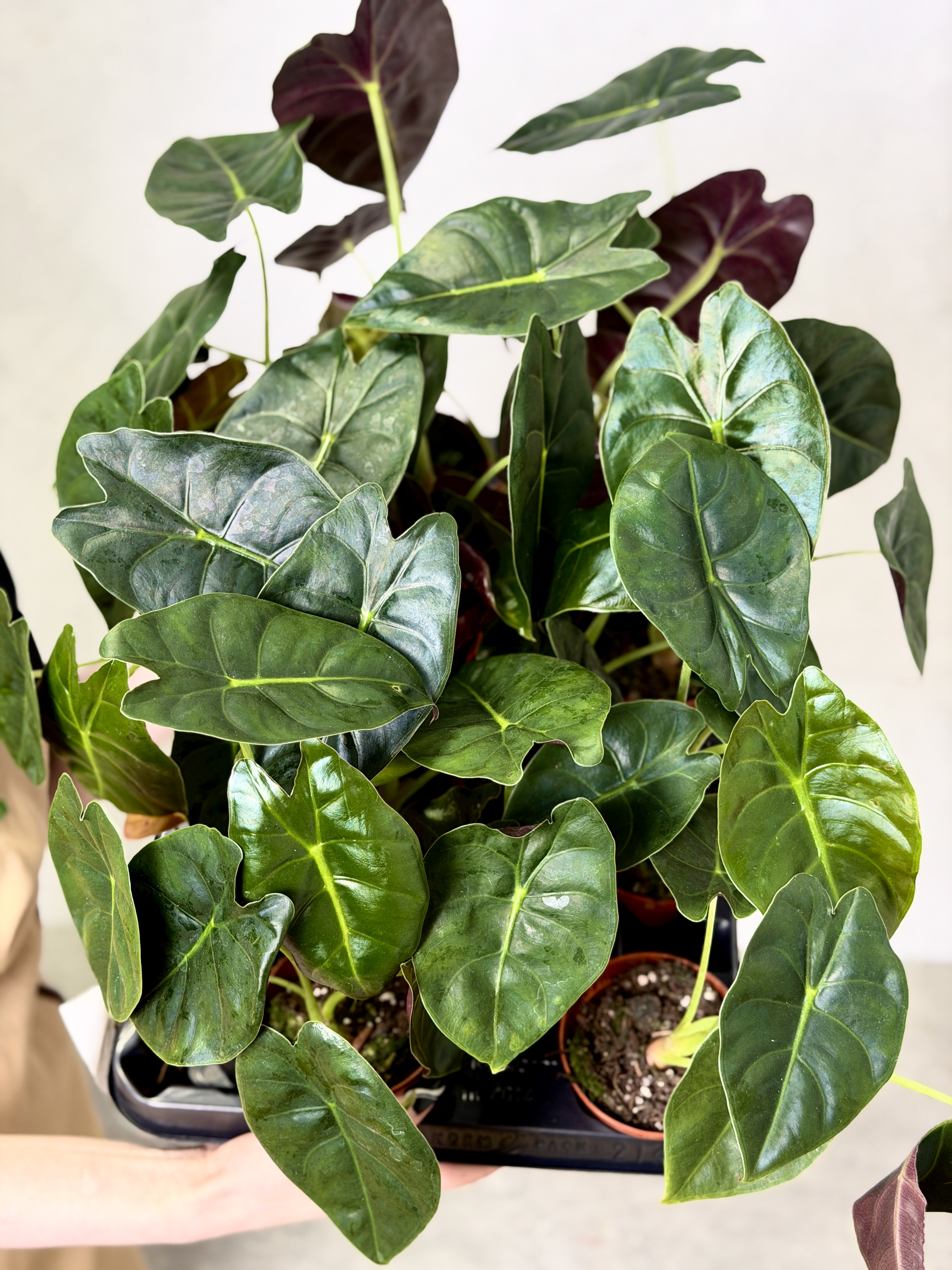 Алоказия Голден Бонни (Alocasia Golden Bone) D8см