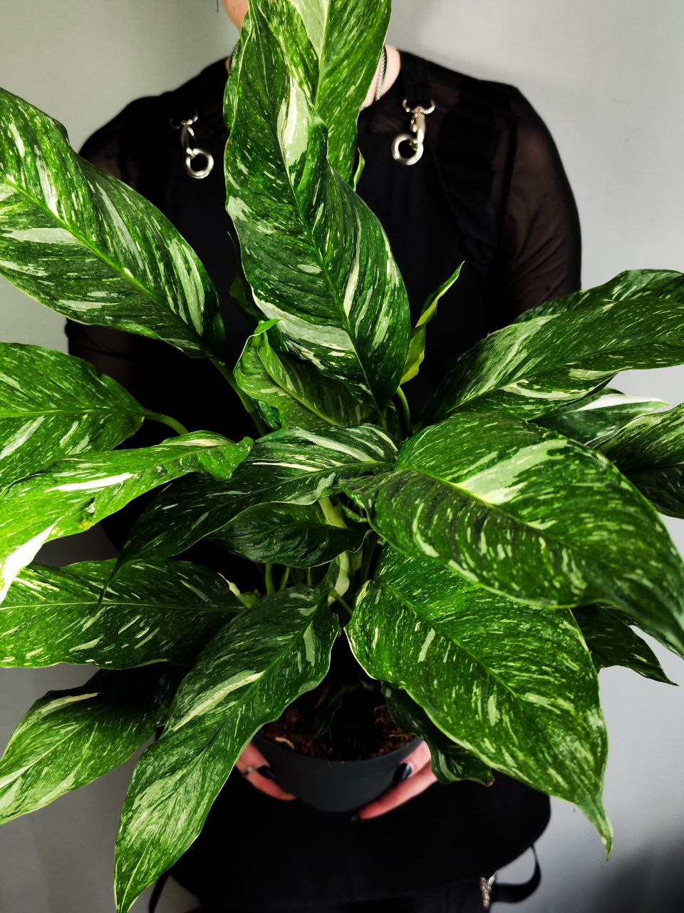 Спатифиллум Вариегатный Даймонд (Spathiphyllum Diamond Variegated) D14см
