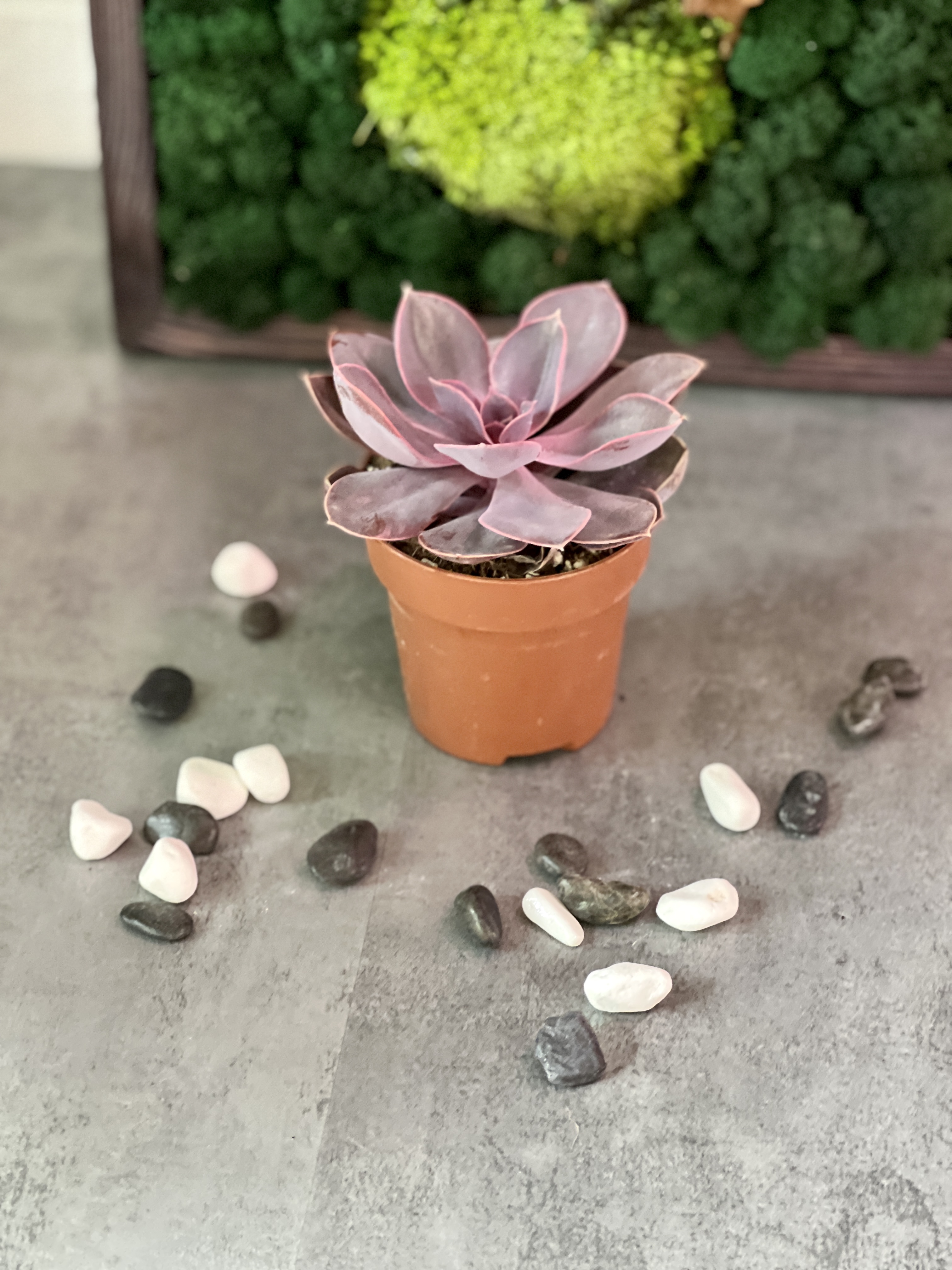 Эхеверия Ред Скай (Echeveria Red Sky) D8см