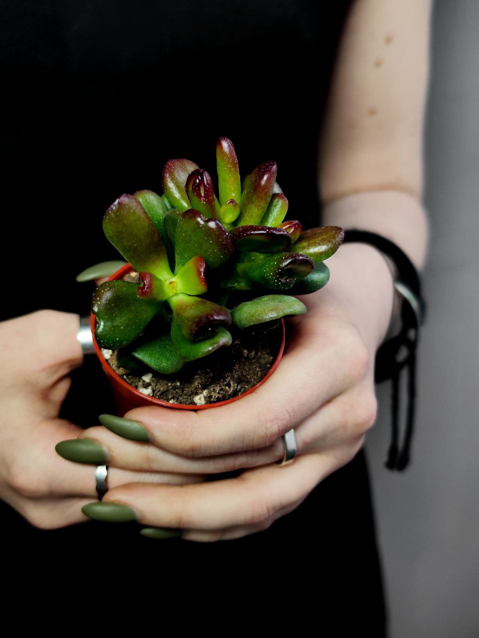 Крассула Конволюта (Crassula Convoluta) D5см