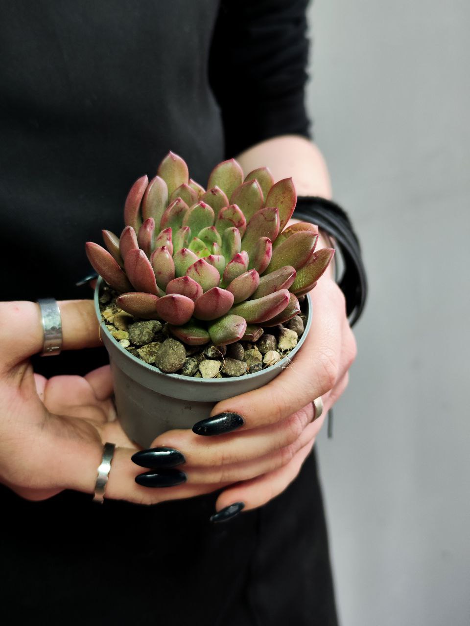 Граптоверия Башфул (Graptoveria Bashful) D6,5см